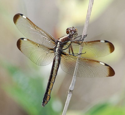 Spangled Skimmer female