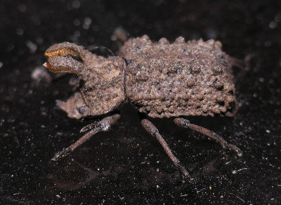 Forked Fungus Beetle