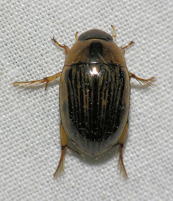 Water Scavenger Beetle - Topisternus collaris