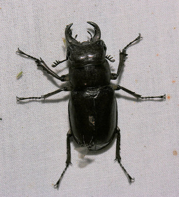 Cottonwood Stag Beetle - Lucanus mazama