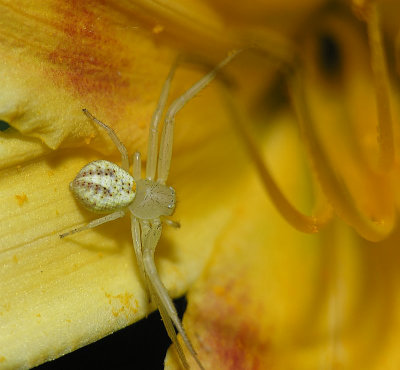 White banded crab spider