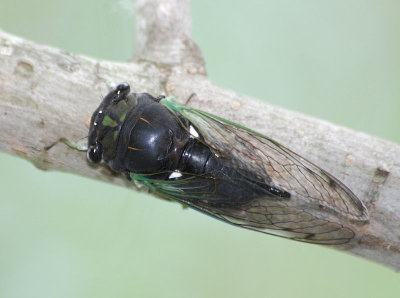 Swamp Cicada