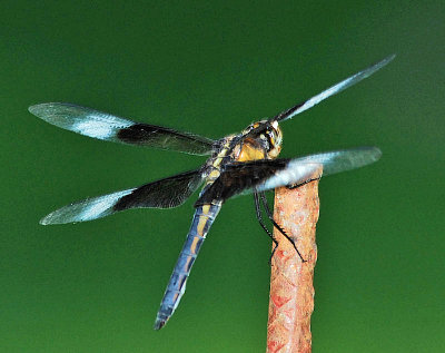 Young male