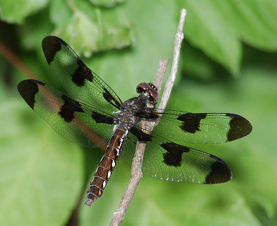 Female