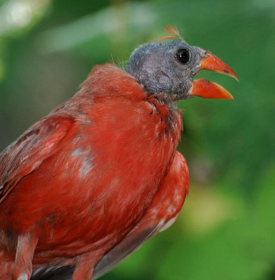 Northern Cardinal male - with problem
