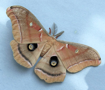 7757 Polyphemus Moth - Antheraea polyphemus