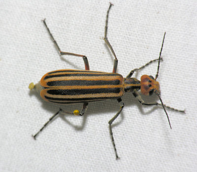 Striped Blister Beetle - Epicauta vittata