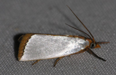 5462 Mother-of-pearl Moth - Argyria rufisignella