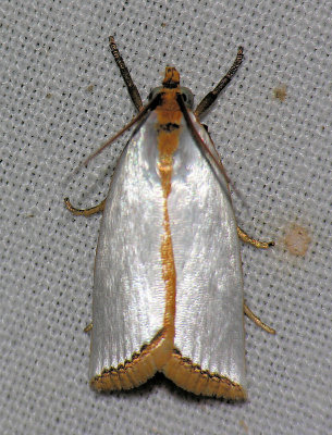 5462  Mother-of-pearl Moth - Argyria rufisignella