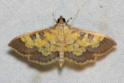 5142  Paler Diacme - Diacme elealis