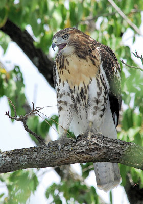 Young Red-tailed Hawk  2
