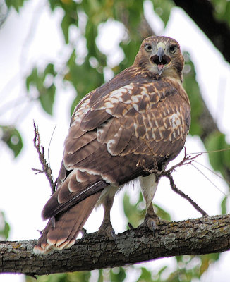 Young Red-tailed Hawk  1