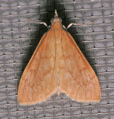 5135 Orange-toned Mecyna - Mecyna submedialis