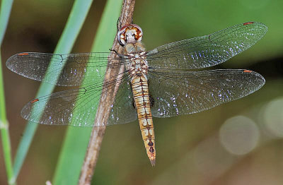 Spot-winged Glider - Pantala hymenaea