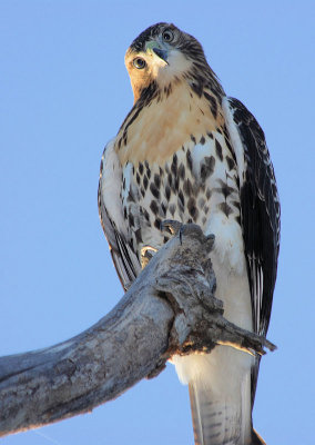 Young Red-tailed Hawk   3 -  from below