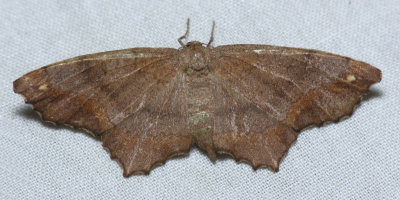 6655 Esther Variant