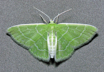 7058 Wavy-lined Emerald - Synchlora aerata