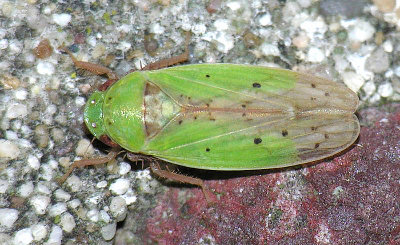 Ponana pectoralis