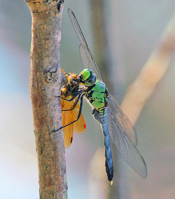 Oklahoma Dragonflies and Damselflies