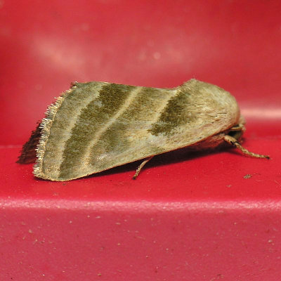 11149 Three-lined Flower Moth - Schinia trifascia