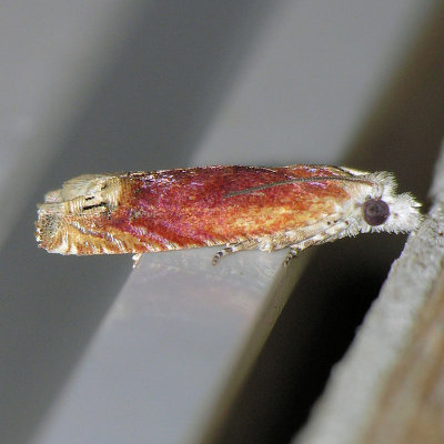 2928 Reddish Phaneta - Eucosma raracana