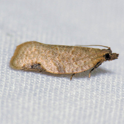 3689 Tortrix Moth - Clepsis [Ptycholoma] virescana