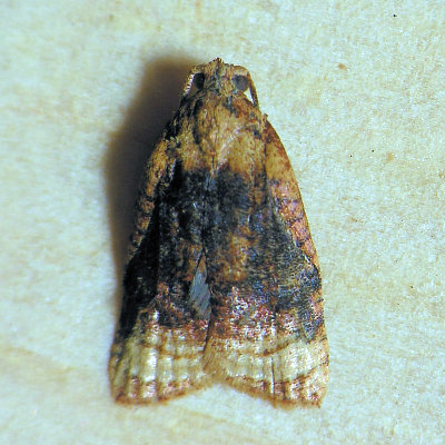 3732 Black-shaded Platynota - Platynota flavedana