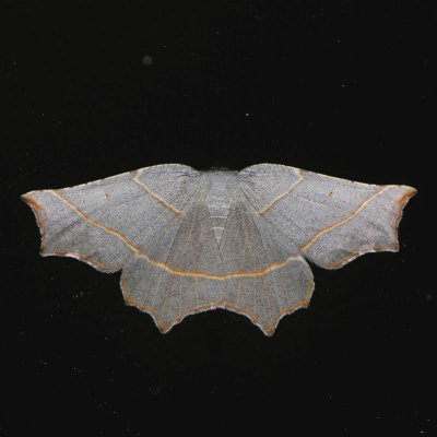 6819 Pale Metanema - Metanema inatomaria