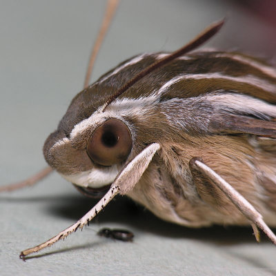 7894 White-lined Sphinx
