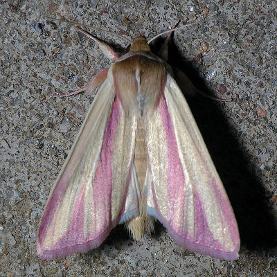 10434 Pink Streak - Faronta rubripennis