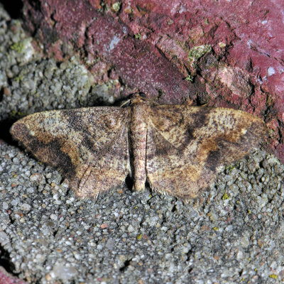 6655 Hypagyrtis esther