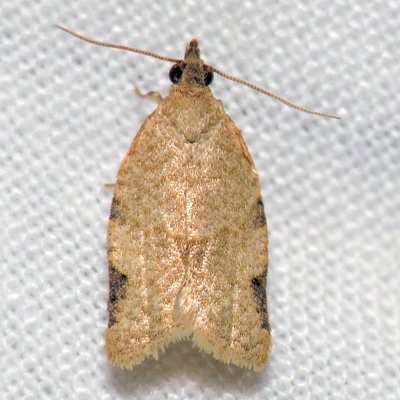 3689 Tortrix Moth - Clepsis [Ptycholoma] virescana
