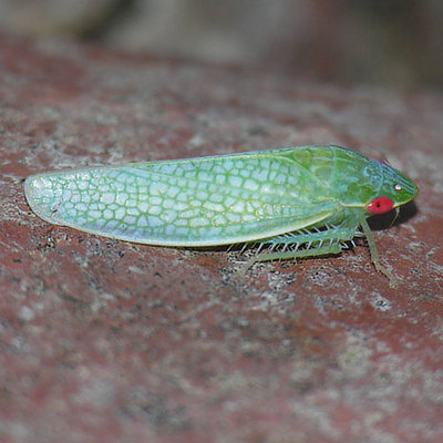 Gyponana procera