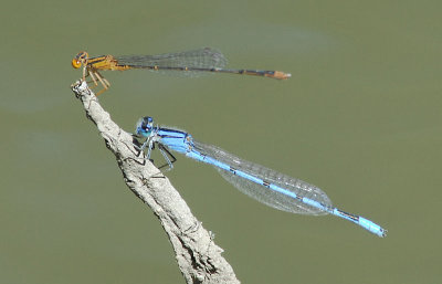 Orange  Bluet and Familiar Bluet male