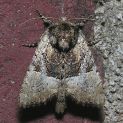 9427  Multicolored Sedgeminer - Meropleon diversicolor