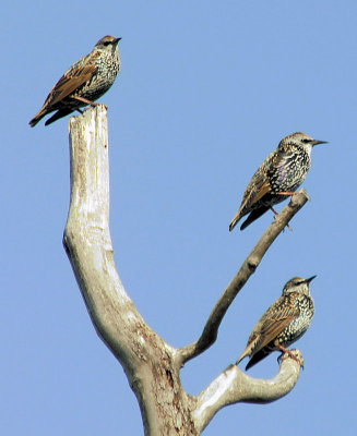 Starlings - moulting juveniles
