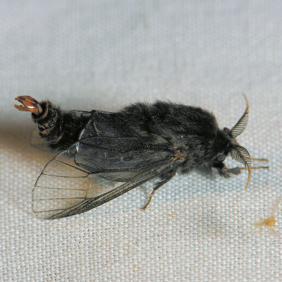 457 Evergreen Bagworm - Thyridopteryx ephemeraeformis