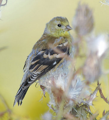 American Goldfinch female October