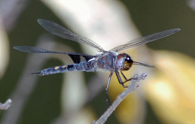 Black Saddlebags