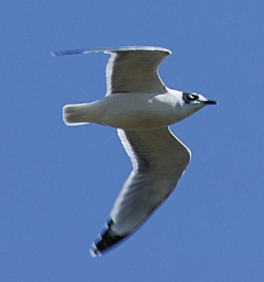 Franklin's Gull adult nonbreeding