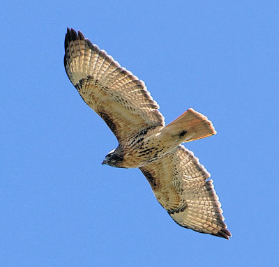  Red-tailed Hawk