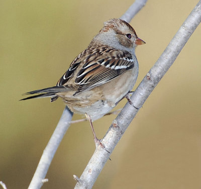 White-crowned Sparrow