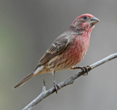 House Finch male