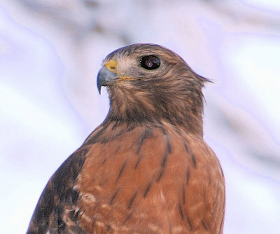 Red-shouldered Hawk