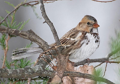 Harris' Sparrow - 1st winter