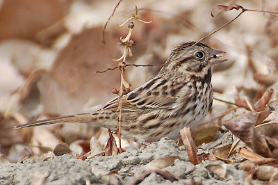 Vesper Sparrow