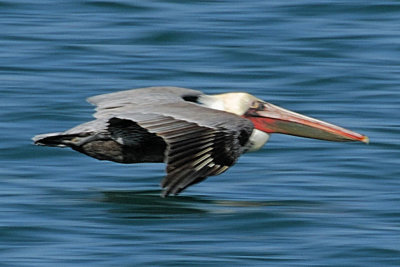 Pacific Brown Pelican 2