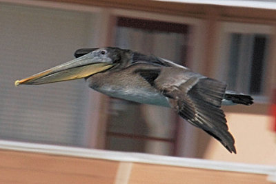 Pacific Brown Pelican 3