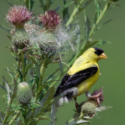 American Goldfinch male