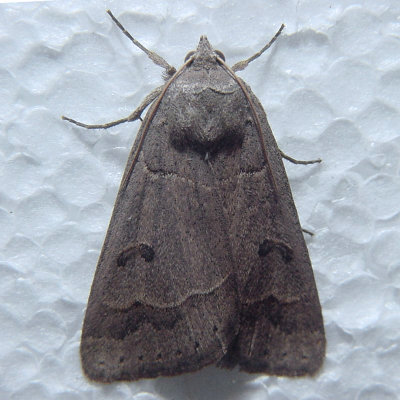 8591 Common Oak Moth - Phoberia atomaris